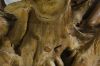 Picture of TAKARA D90 Tempered Glass Top Handcrafted Teak Root Coffee Table