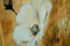 Picture of 357-001 Decorative Wall Art with Golden Frame (80×60cm) - White Flower