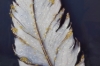 Picture of 357-013 Decorative Wall Art with Golden Frame (40x60cm) - White Feather