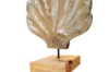 Picture of 650-041 Shell Solid Teak Wood Decorative Sculpture (40cmx50cm)