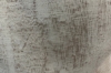 Picture of BOLE Mungur Wood Side Table